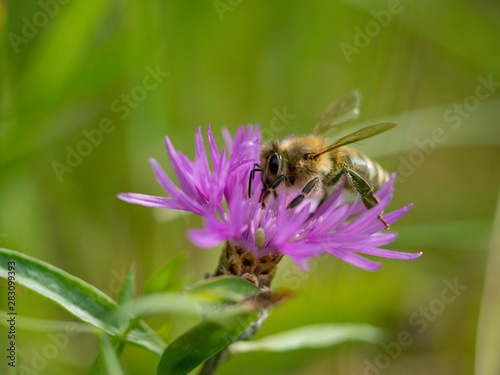 Cornflower, like other cornflowers, is an excellent nectarodic and pylodary plant and blooms long until autumn.