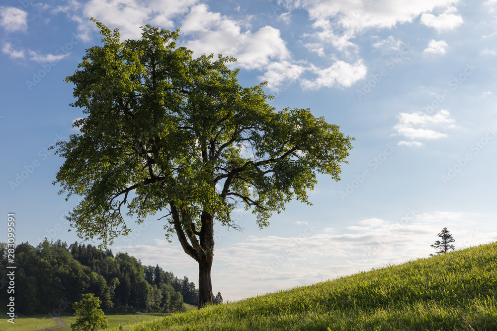 Fototapeta premium single tree in daylight left on a hill 50 megapixel