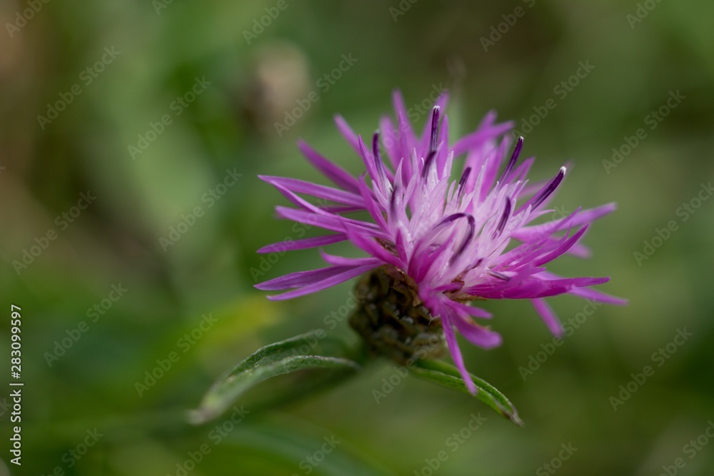 Cornflower, like other cornflowers, is an excellent nectarodic and pylodary plant and blooms long until autumn.