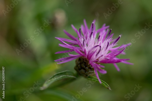 Cornflower  like other cornflowers  is an excellent nectarodic and pylodary plant and blooms long until autumn.