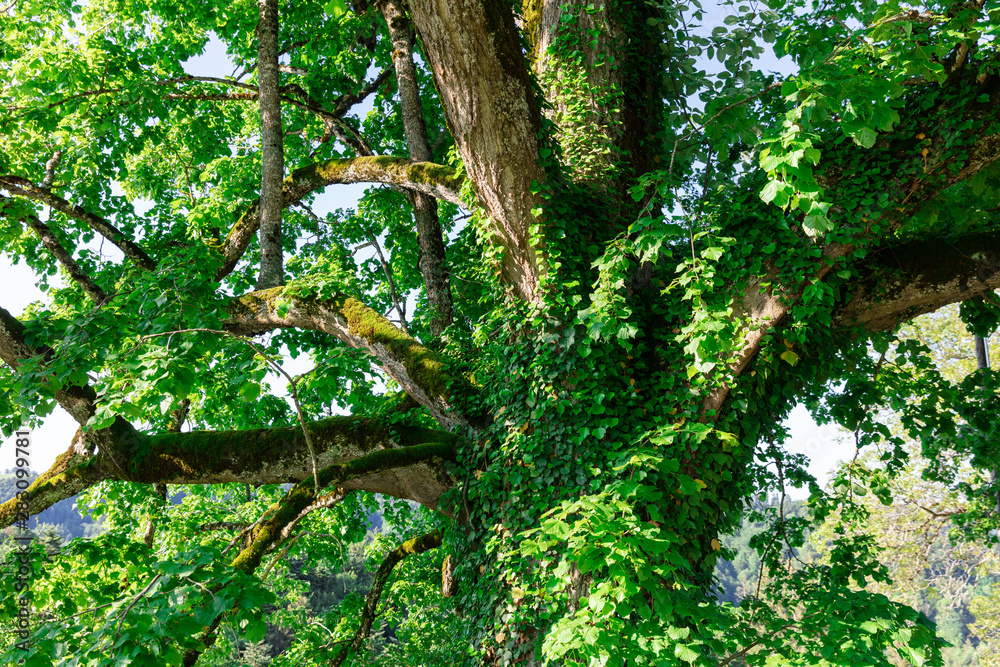 Fototapeta premium treetop with lots of green ivy spring scene 50 megapixel