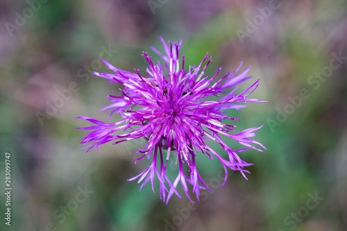 Cornflower  like other cornflowers  is an excellent nectarodic and pylodary plant and blooms long until autumn.