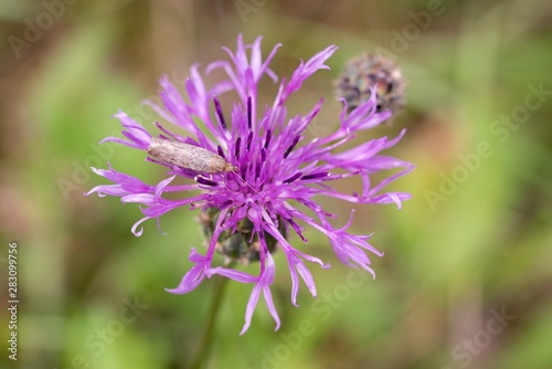 Cornflower  like other cornflowers  is an excellent nectarodic and pylodary plant and blooms long until autumn.