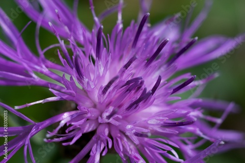 Cornflower  like other cornflowers  is an excellent nectarodic and pylodary plant and blooms long until autumn.