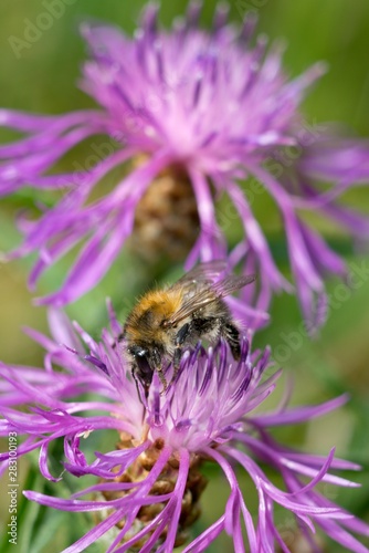 Cornflower, like other cornflowers, is an excellent nectarodic and pylodary plant and blooms long until autumn.