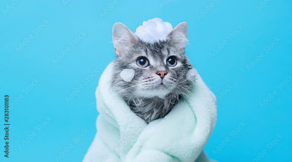 Funny wet gray tabby cute kitten after bath wrapped in green towel with big eyes. Just washed lovely fluffy cat with soap foam on his head on blue background. - obrazy, fototapety, plakaty 