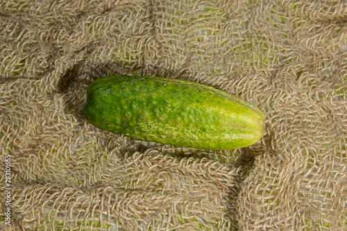 Cucumber