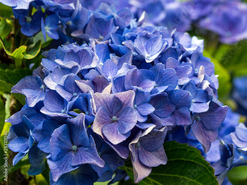 close up of blue hydrangea flower