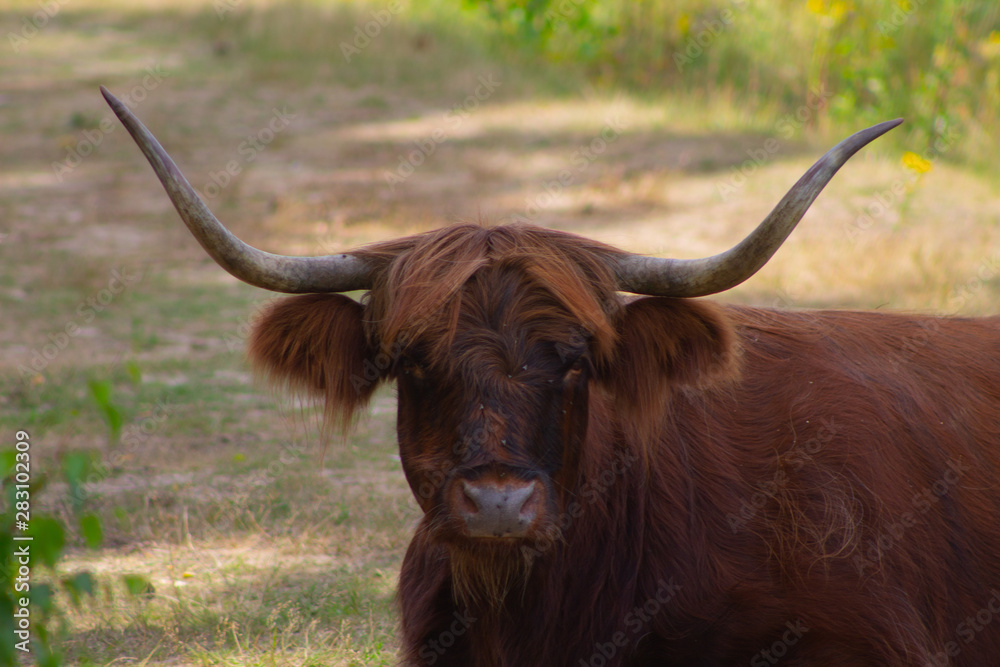 a Scottish Highlander watching the camera a Scottish Highlander watching the camera