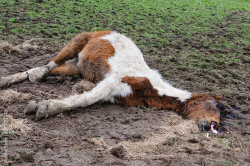 Newtownabbey, Northern Ireland, UK, 21/03/2012 - Dead and malnourished horses found in Newtownabbey. This horse was barely alive, and had to be shot by the vet. photo