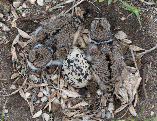 Two newly hatched kildeer chicks and an unhatched egg in nest on ground
