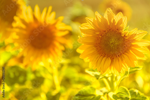Sonnenblumen  Sonnenblumenfeld  Ausschnitt  Dekoration