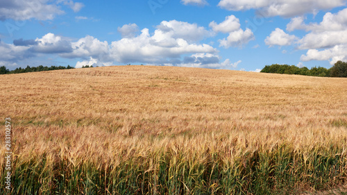 field of wheat