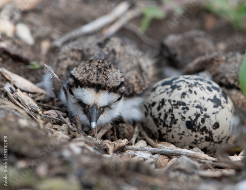 Newly hatched kildeer chick with egg in nest. Shallow depth of field image