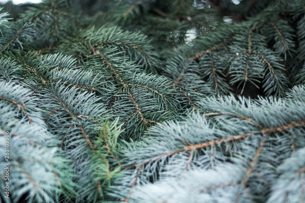 Evergreen spruce with needles