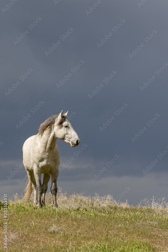 Majestic Wild Horse in the Utah desert Majestic Wild Horse in the Utah desert