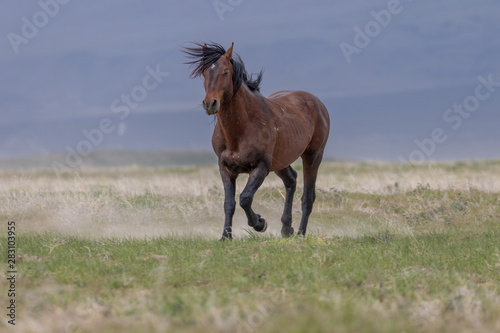 Majestic Wild Horse in the Utah desert