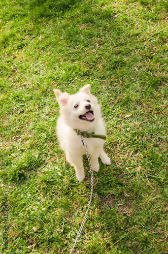 jumping dog on leash 