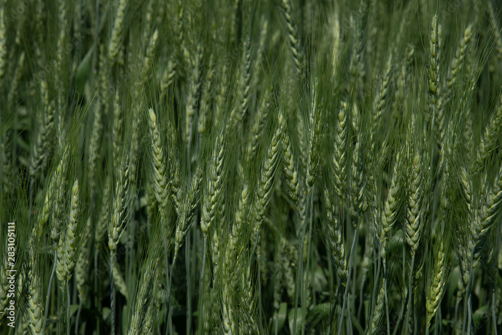 Green Canadian wheat field showing bearded heads. Saskatchewan Agriculture image. Green Canadian wheat field showing bearded heads. Saskatchewan Agriculture image.