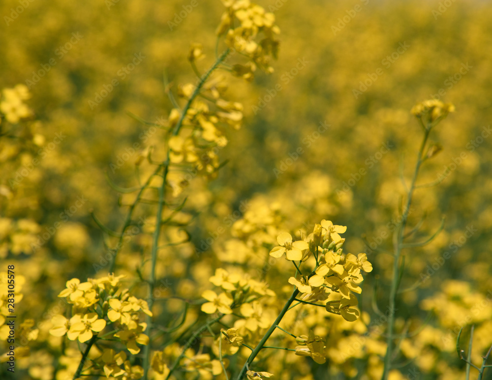 Canola field in full bloom om a farm in Saskatchewan Canada with shallow focus Canola field in full bloom om a farm in Saskatchewan Canada with shallow focus