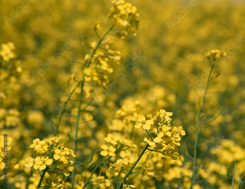 Canola field in full bloom om a farm  in Saskatchewan Canada with shallow focus
