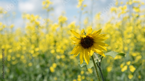 Wild sunflower in front of a canola field in full bloom