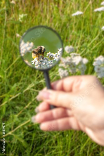 Tela Bumblebee under a magnifying glass in a field on a flower