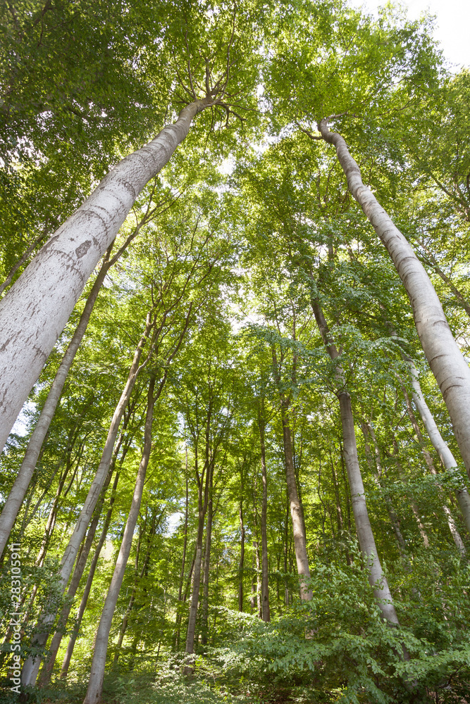 Fototapeta premium Blätterdach im Wald