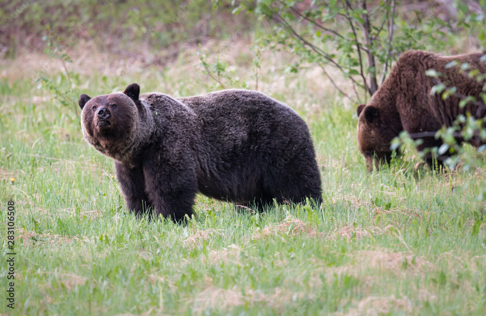 Fototapeta premium Grizzly bears in the wild