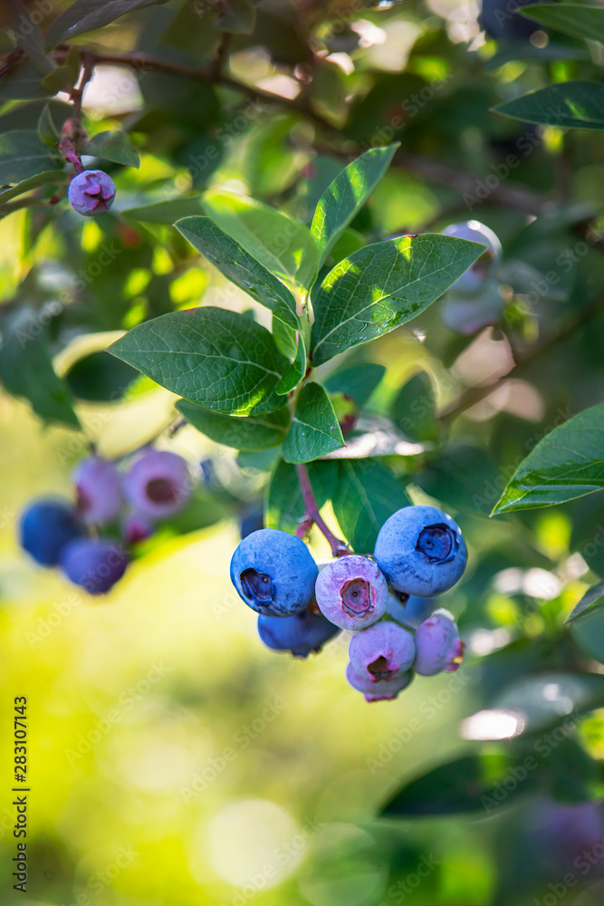 Blueberry Vaccinium corymbosum Bluecrop. Blueberry Vaccinium corymbosum Bluecrop.
