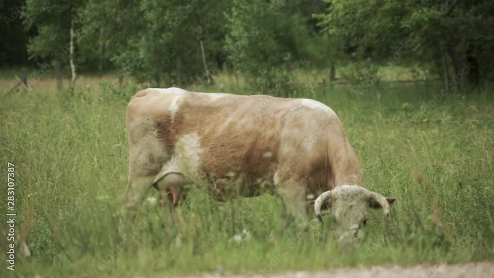 Light brown cow with large udder grazing on a pasture in tall grass Light brown cow with large udder grazing on a pasture in tall grass