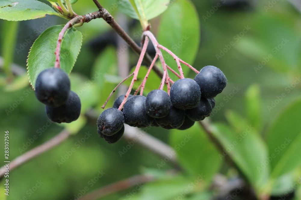 chokeberry Bush branch with dark purple fruit with green fresh leaves on the forest bright summer autumn day lit by the rays of the bright sun. chokeberry Bush branch with dark purple fruit with green fresh leaves on the forest bright summer autumn day lit by the rays of the bright sun.