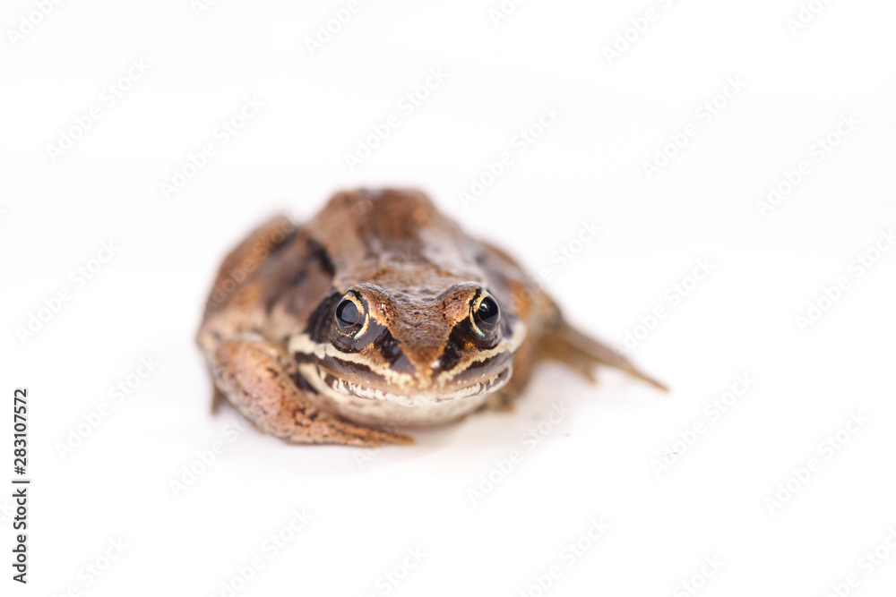 Froggy Style - Rana pipiens Stock Photo
