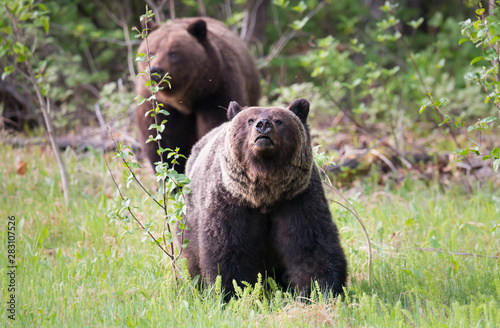 Grizzly bears in the wild