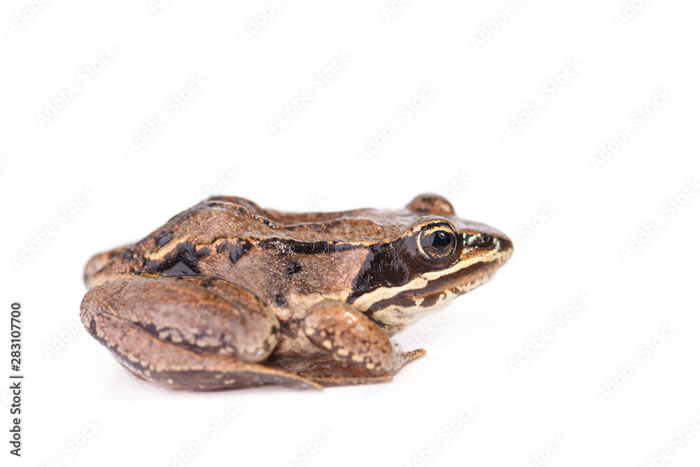 Obraz premium Profile View - Rana pipiens - Northern Leopard Frog