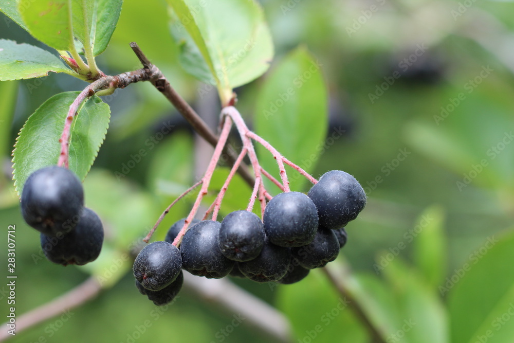 chokeberry Bush branch with dark purple fruit with green fresh leaves on the forest bright summer autumn day lit by the rays of the bright sun