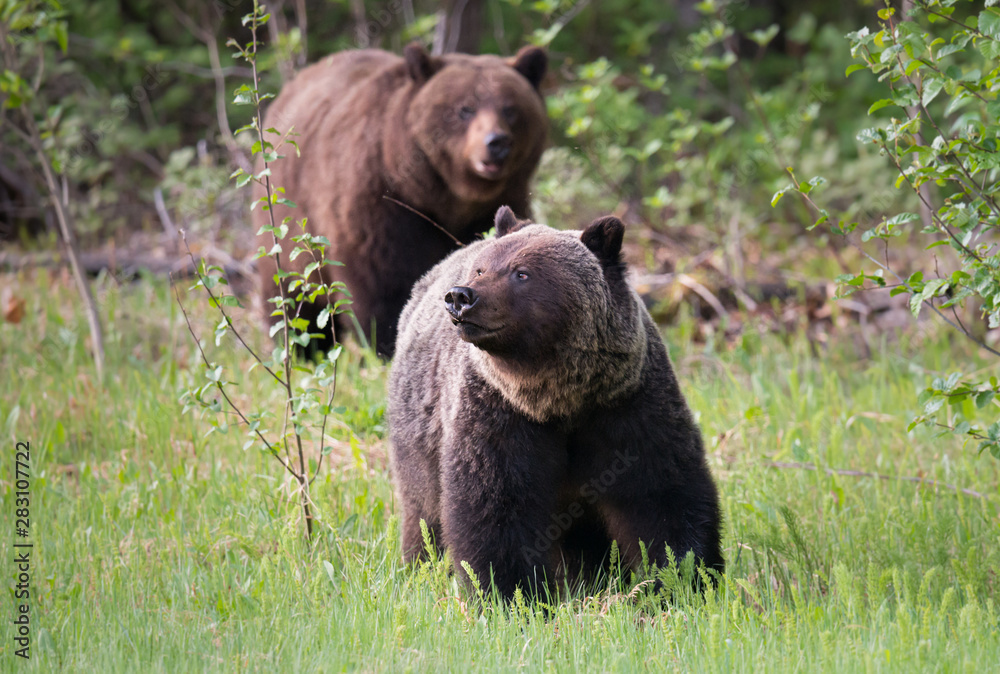 Grizzly bears in the wild