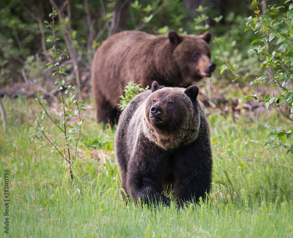 Grizzly bears in the wild