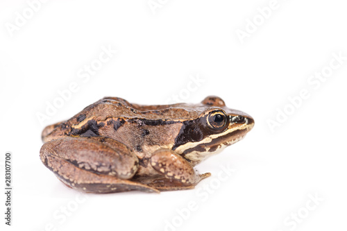 Profile View - Rana pipiens - Northern Leopard Frog