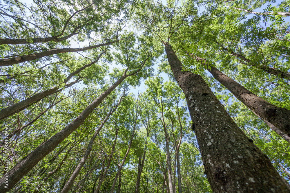 Fototapeta premium Blätterdach im Wald