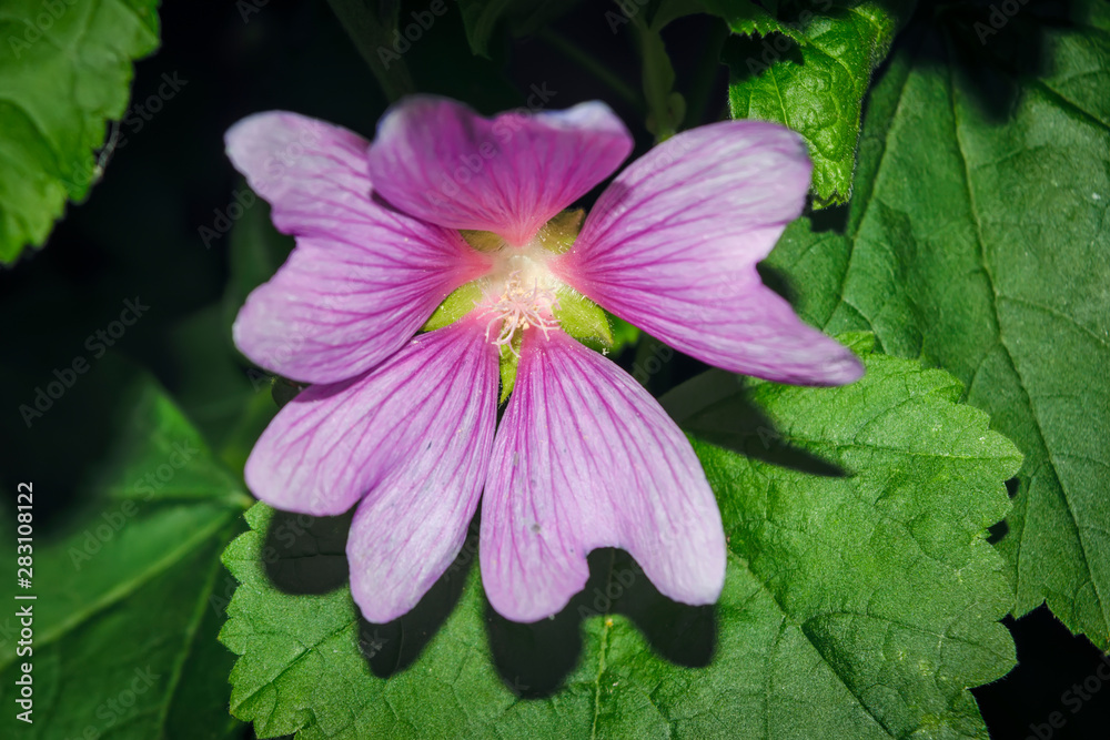 Pink mallow flower on a blurry background close-up. Pink rose mallow flower growing in the garden. Pink mallow flower on a blurry background close-up. Pink rose mallow flower growing in the garden.