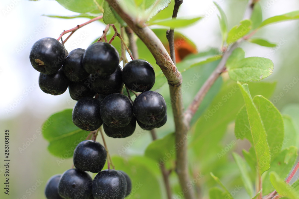 chokeberry Bush branch with dark purple fruit with green fresh leaves on the forest bright summer autumn day lit by the rays of the bright sun chokeberry Bush branch with dark purple fruit with green fresh leaves on the forest bright summer autumn day lit by the rays of the bright sun