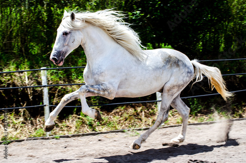  white horse running free