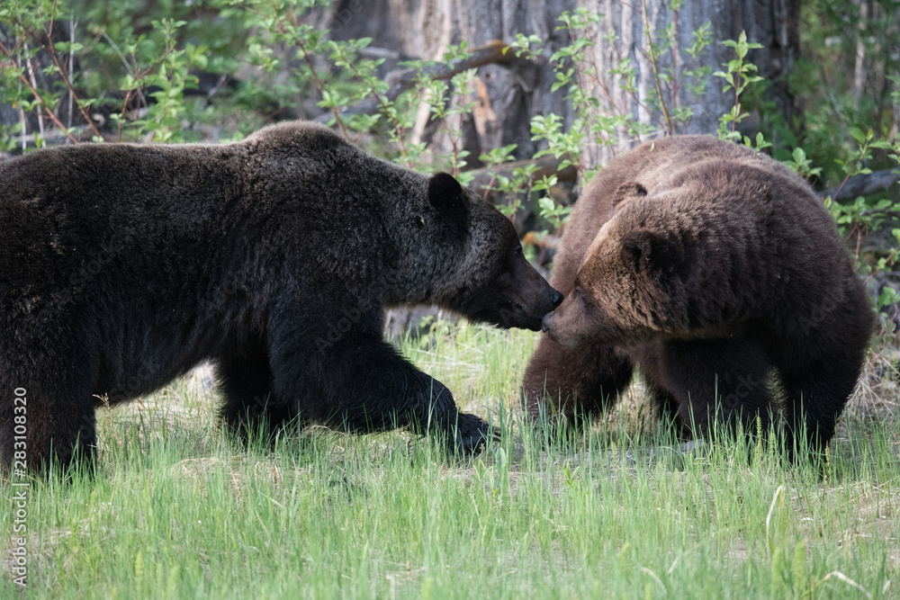 Grizzly bears in the wild