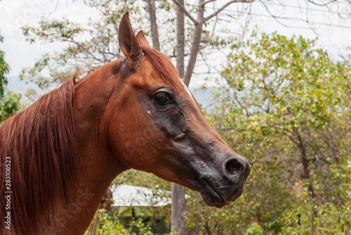 Free horse in Costa Rica