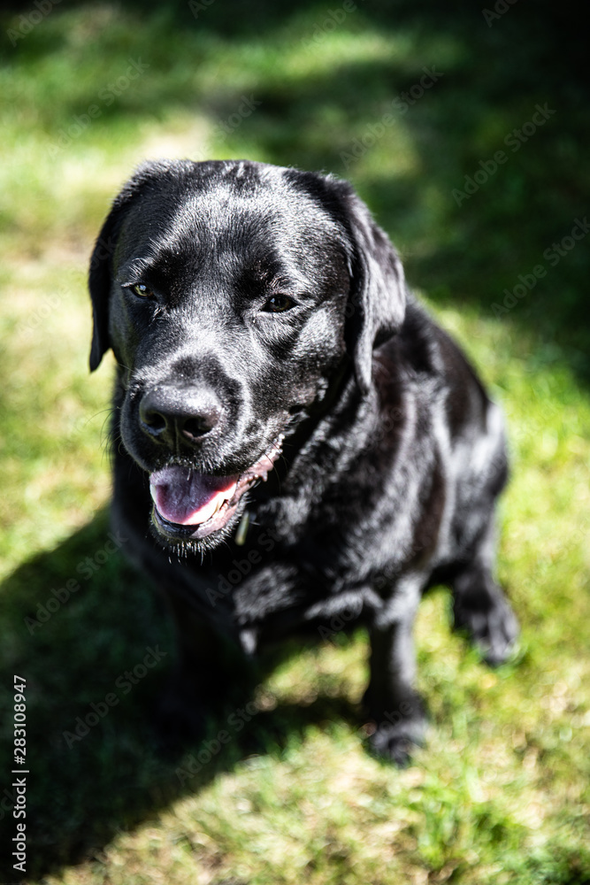 duke duke