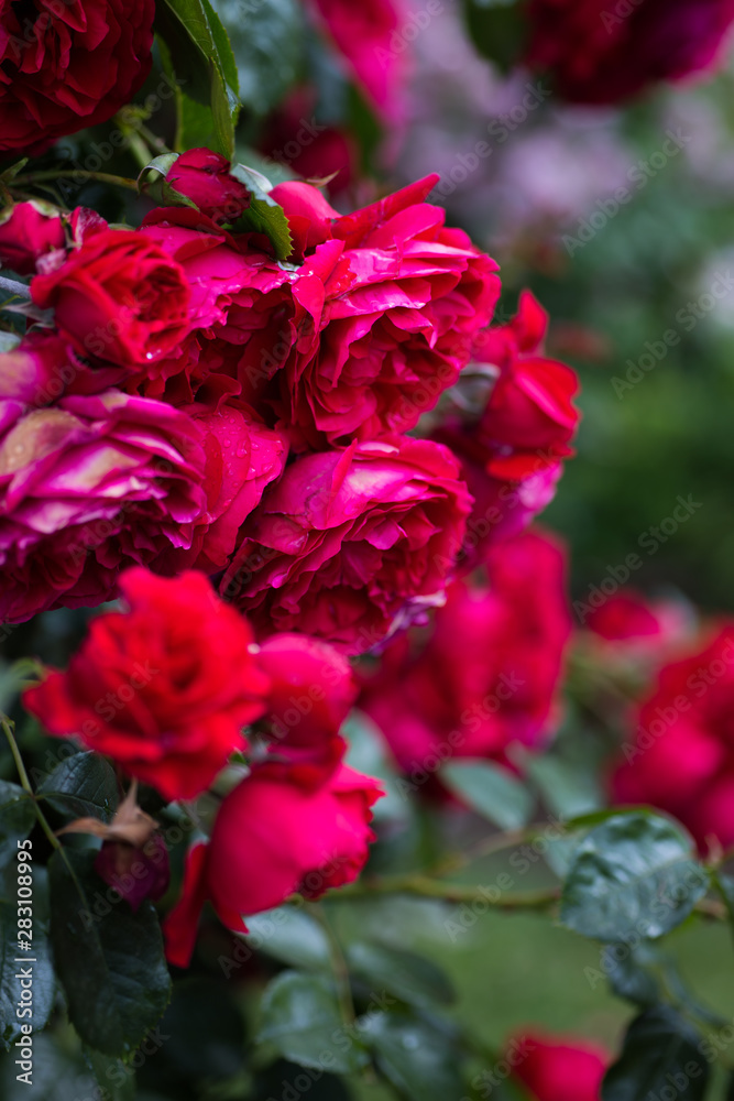 Rote Rosen