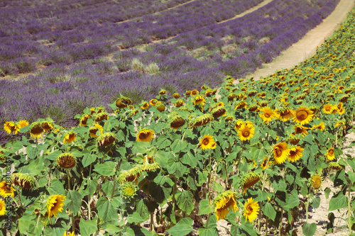 Field with lavender and sunflower flowers. French Provence near Valensole photo