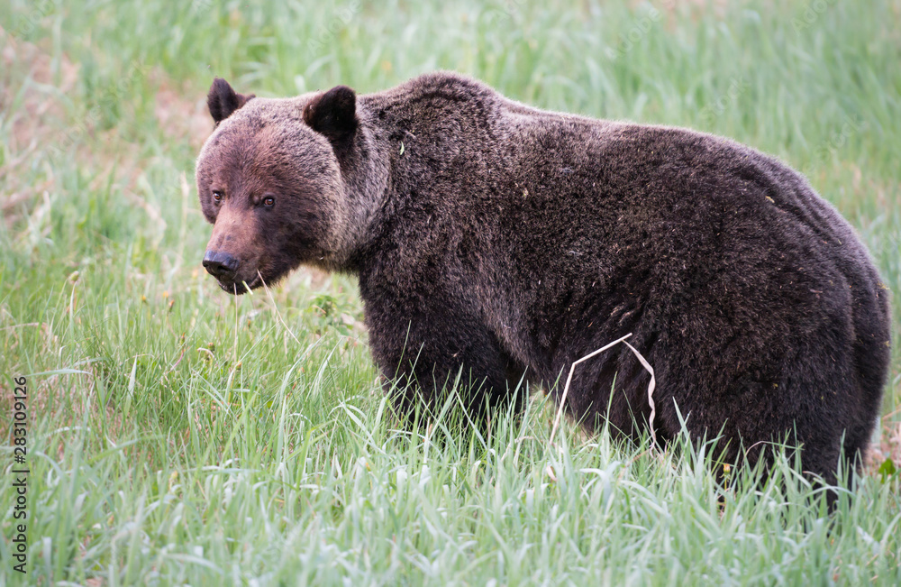 Grizzly bears in the wild Grizzly bears in the wild