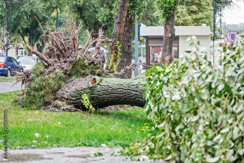 Storm damage. Fallen tree after a storm. Tornado storm damage causes a large mature tree to be broken and fell on the ground photo